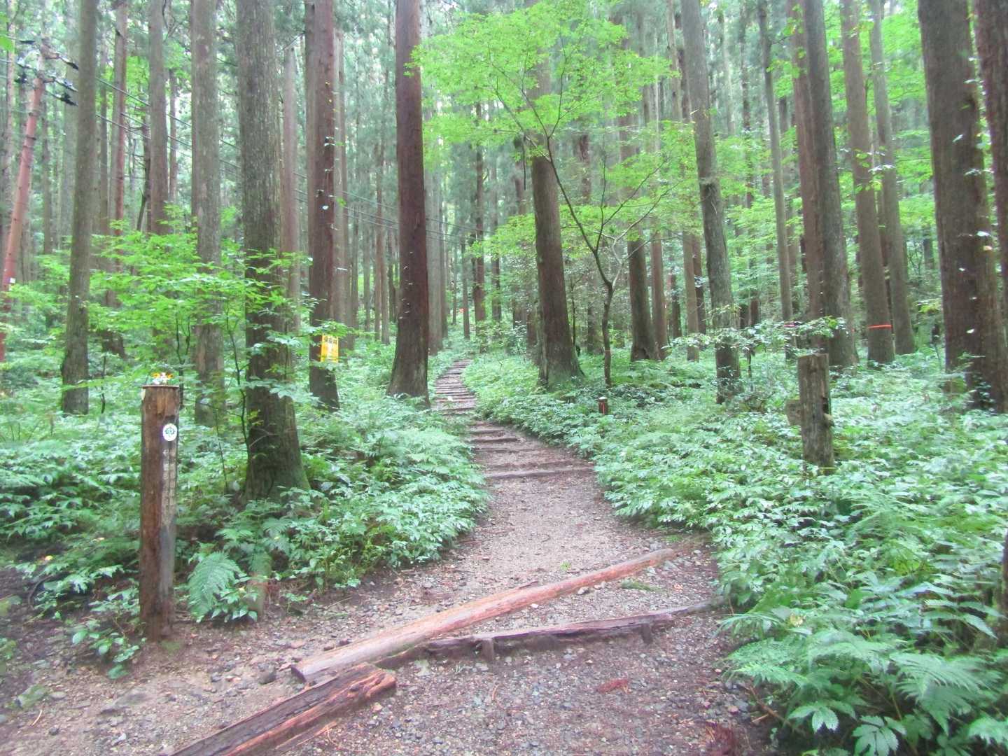 序盤は幅のあるなだらかな坂道