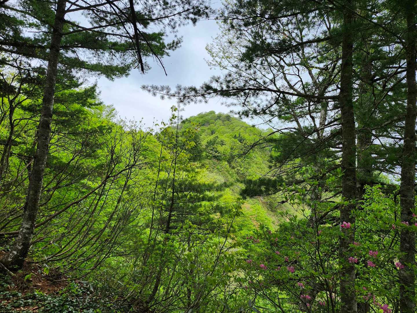 激急登をクリアして稜線を進みます。大博多山が見えました。まだ遠い💦。