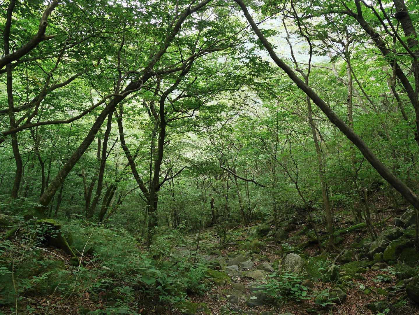 二ッ岳 周回コースの写真