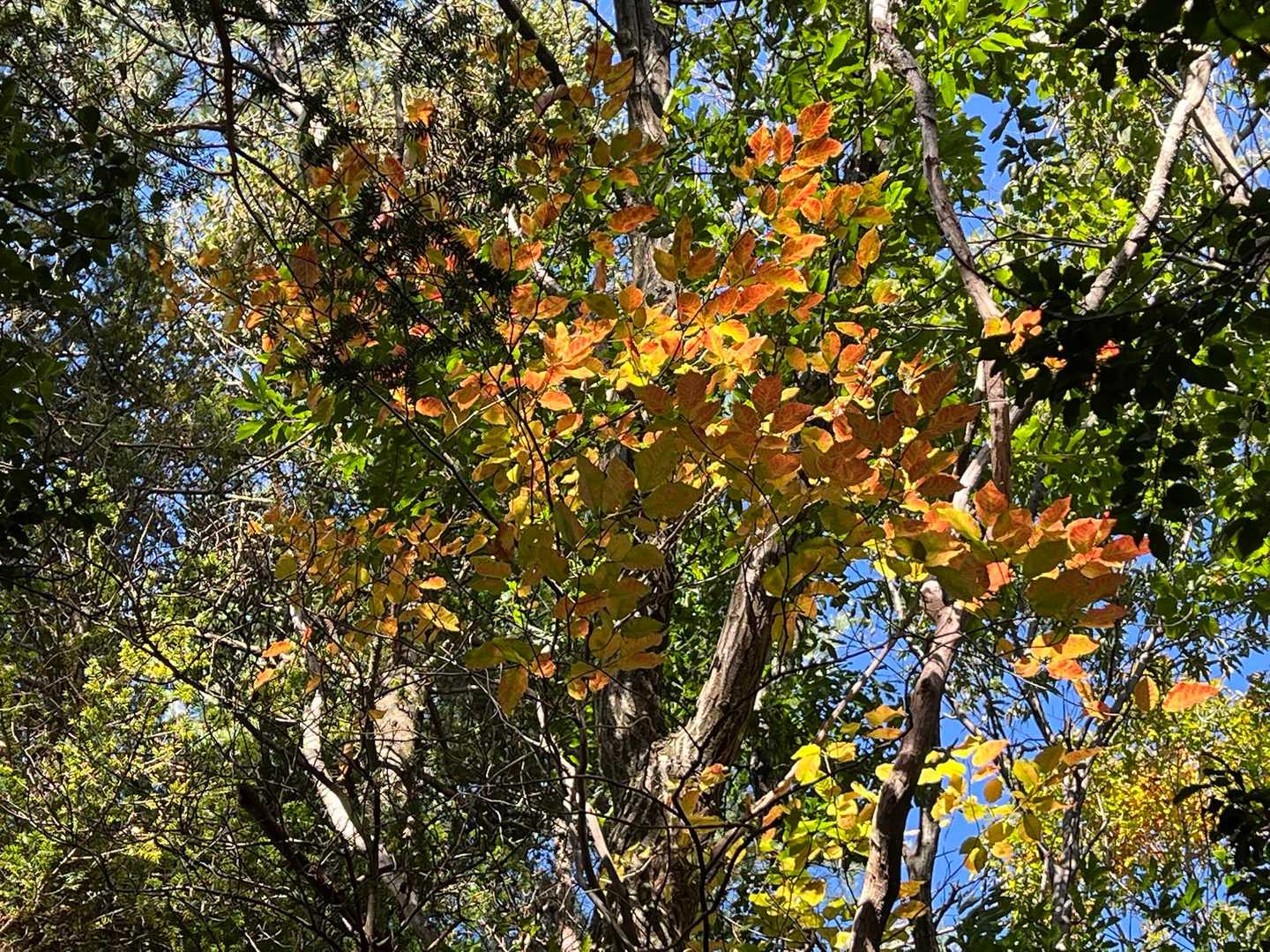 
🍁