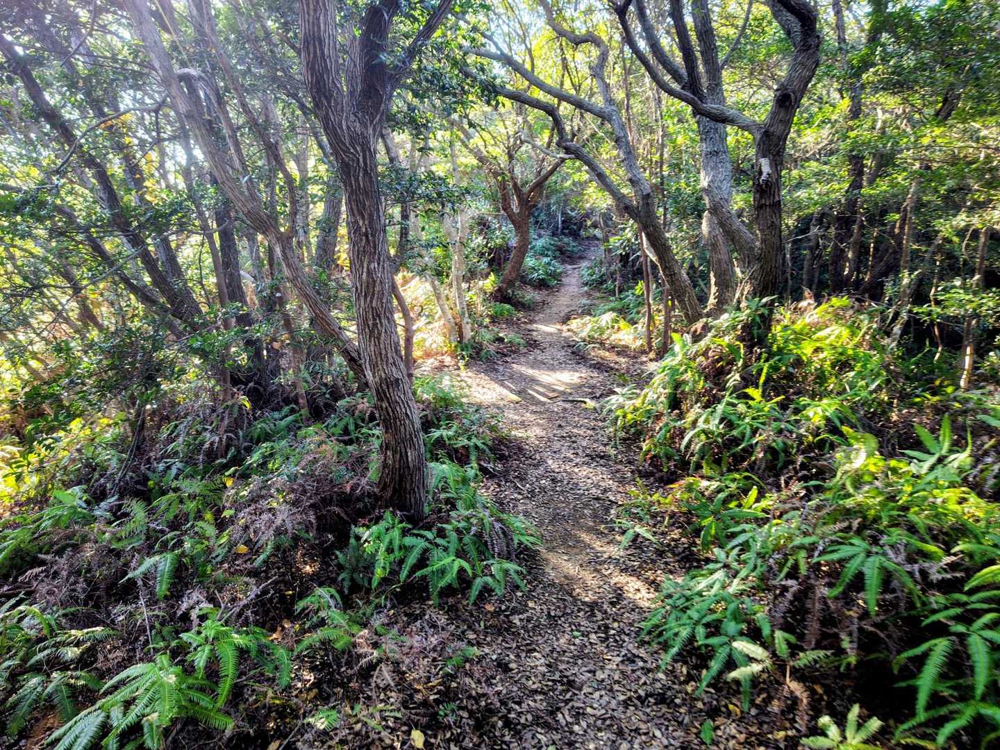 歩きやすい登山道をテクテク😊