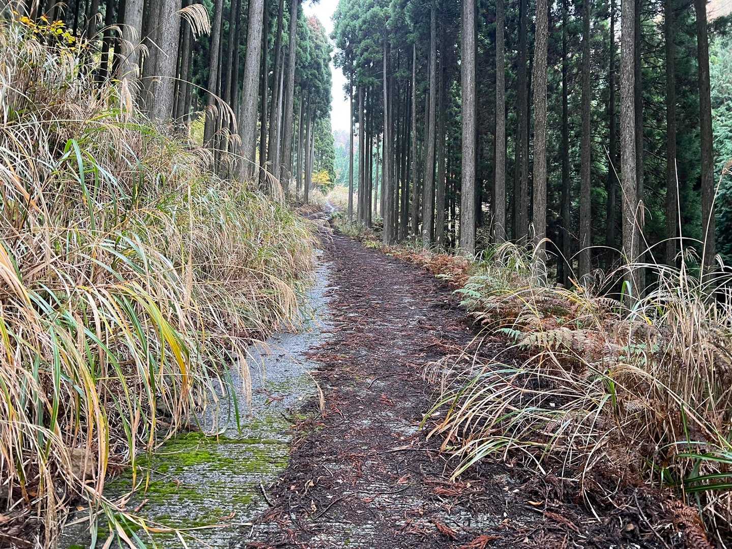 しばらくこんなルートですので
迷うことはないでしょう。