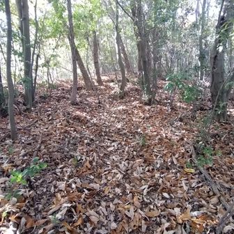 後半は、こんな感じの登山道
落ち葉で、よく滑りました。
