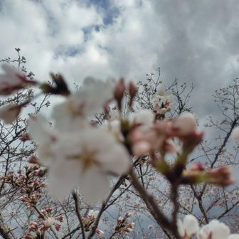 とんかつソース