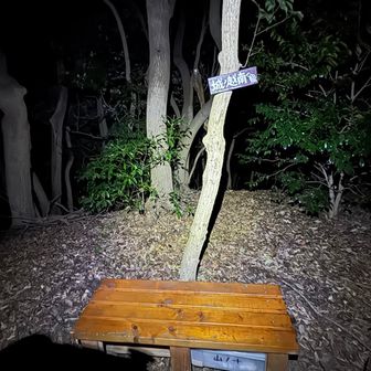 こちらが城ノ越山南峰。
ピストンで戻るのがめんどくさかったので進む。YAMAPルートには無いが、長谷ダム方面に下るルートがあるみたいだ。