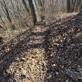 落ち葉がたくさんで滑りますね。
