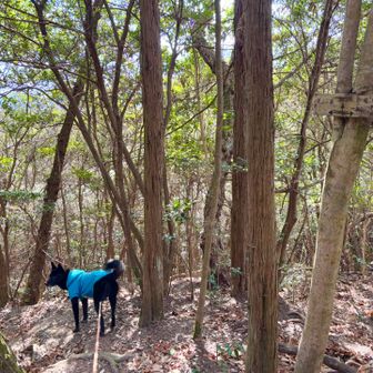 右上の看板に｢深山の滝↑｣
このルートからなら現在通行止めの｢滝｣に
行けるのかな？