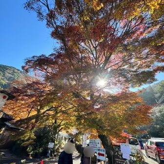 えらい人がいっぱいやなぁ？💧って思ったら、大威徳寺の「牛滝山もみじまつり」開催中でした‼️💦🍁🍁🍁