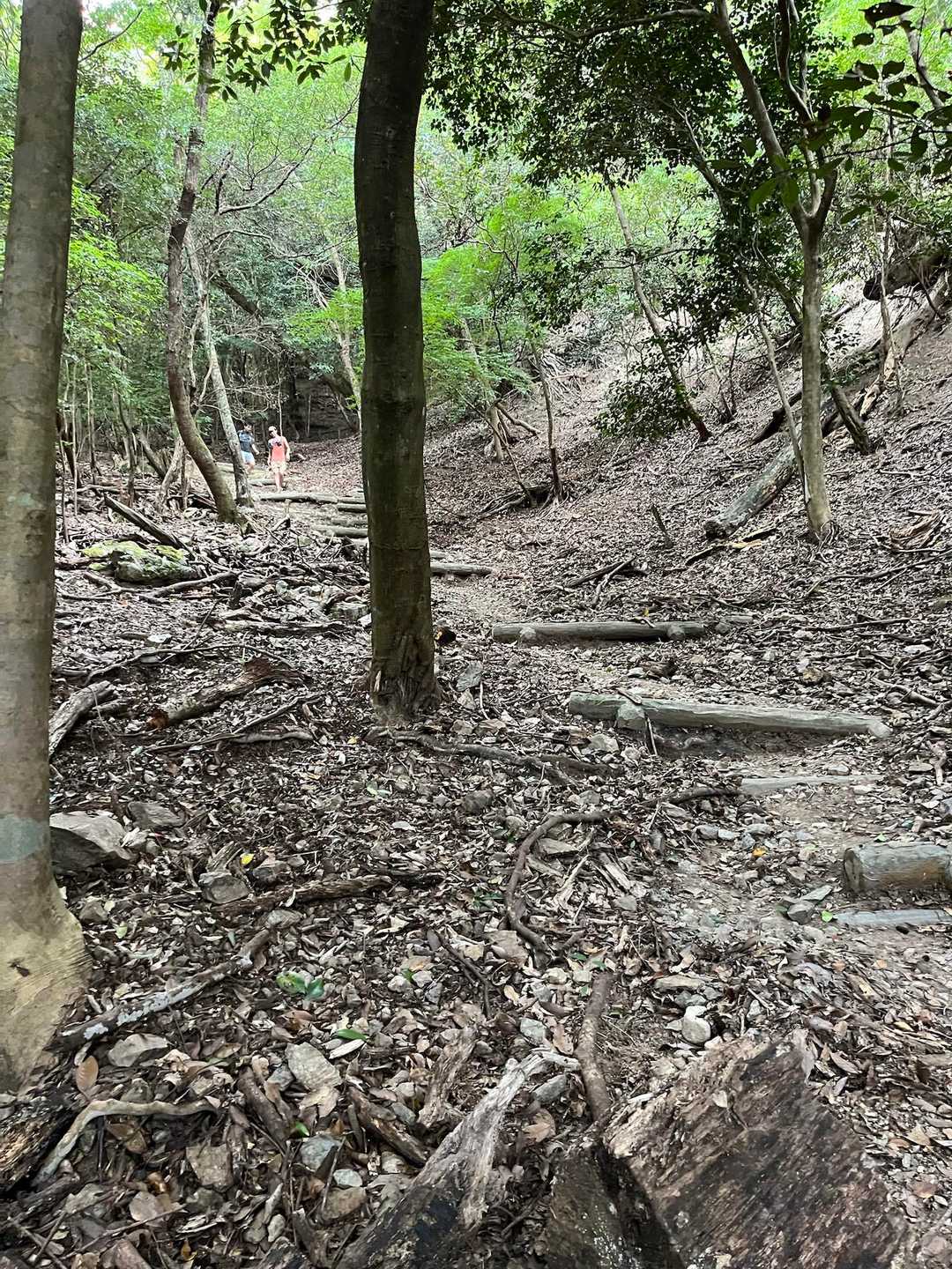午後は雨予報で、山の中は薄暗いです
誰にも出会わないだろうと思っていたところに、トレランさん達の声が聞こえてホッとしました