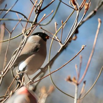 ウソのメスは地味やねぇ。
冬もつがいでいるなんて、夫婦仲が良いねぇ☺️