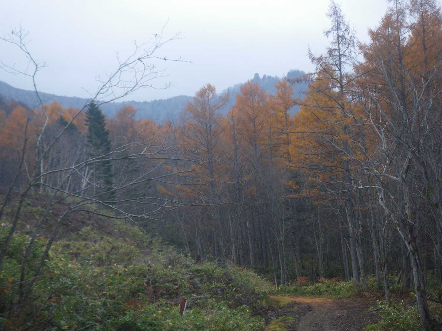 カラマツ林の葉も落ちて、すでに晩秋を思わせる。