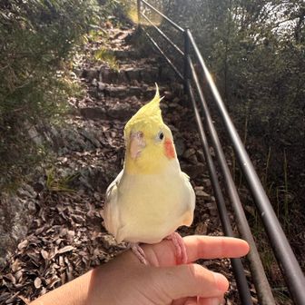 🐥✨