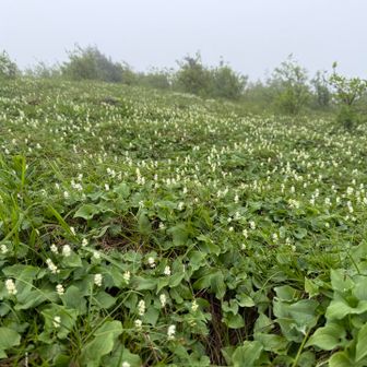 マイズルソウがいっぱい咲いてるよーとお茶していたら教えていただきました