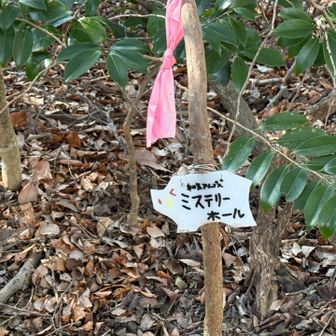 これは？なんだかわからなかった🤔