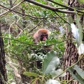 経堂の赤い彗星