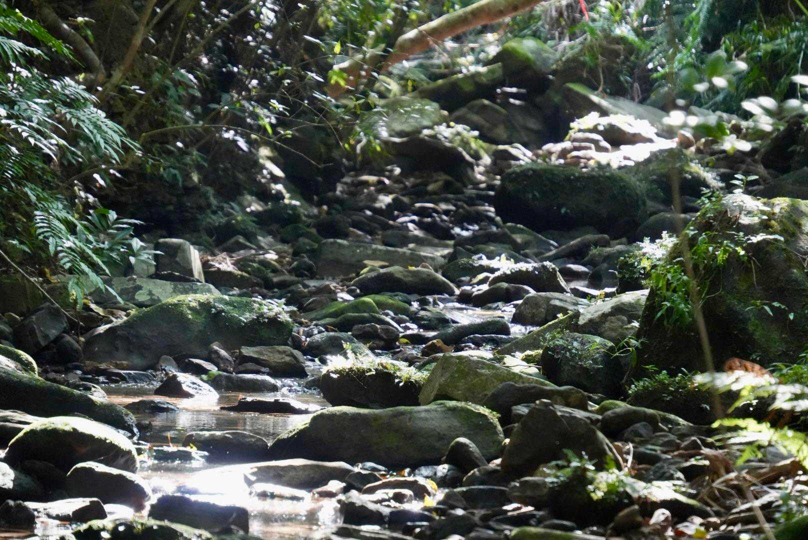 古見岳 往復コースの写真