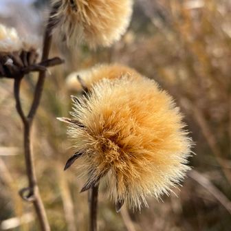 ハンカイソウの綿毛
寒っ、風ビューン　ビューン🌪️