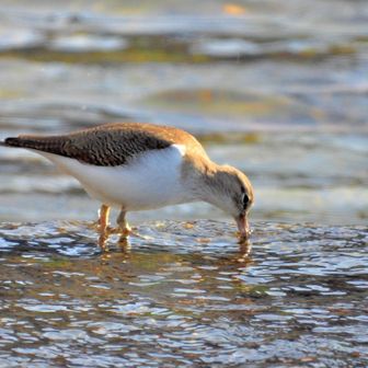 五十鈴川探鳥でした😊