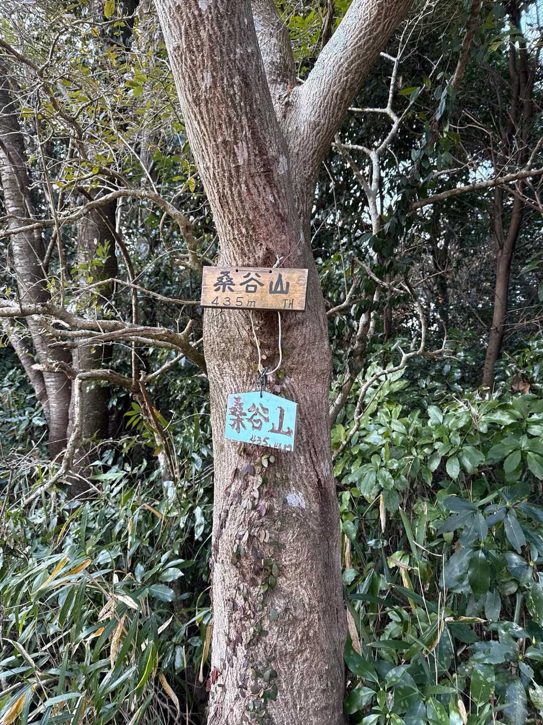 桑谷山 往復コースの写真