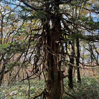 比婆古道に興味があるから比婆山山頂あたりをぐるっと回る
トチの大木🌲
