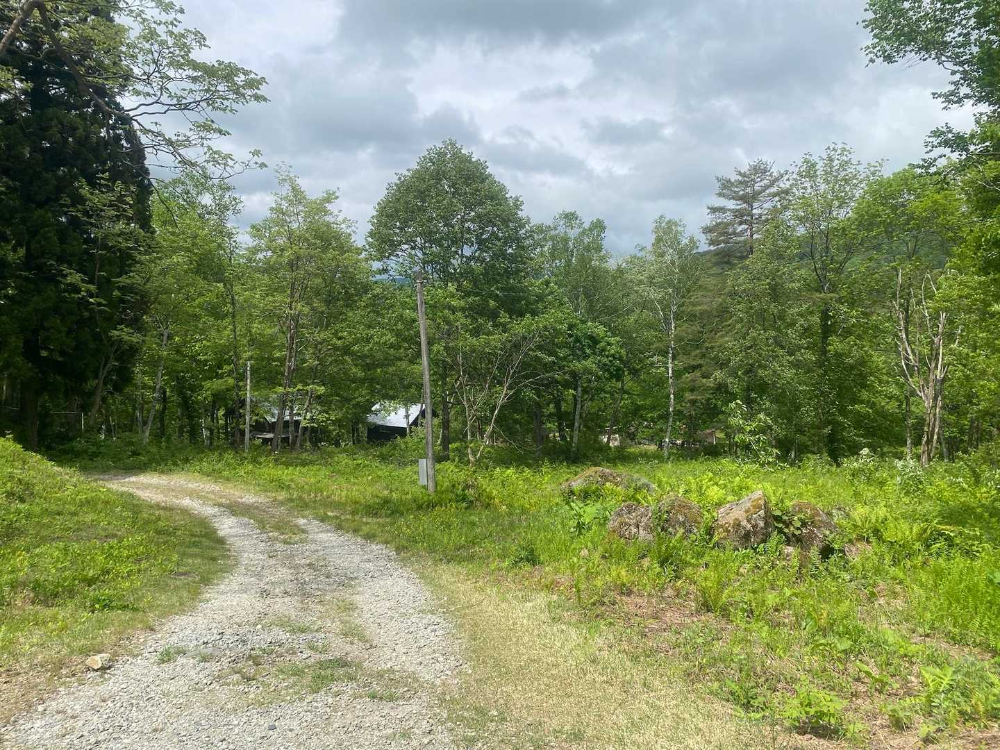 山菜が豊富の山でした
