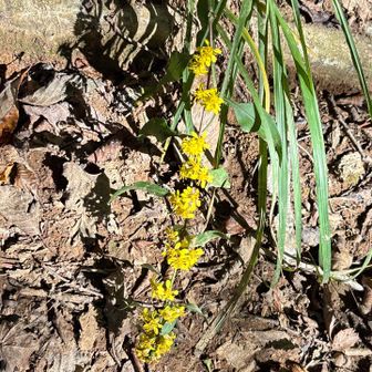 アキノキリンソウが至る所に花を咲かせている
