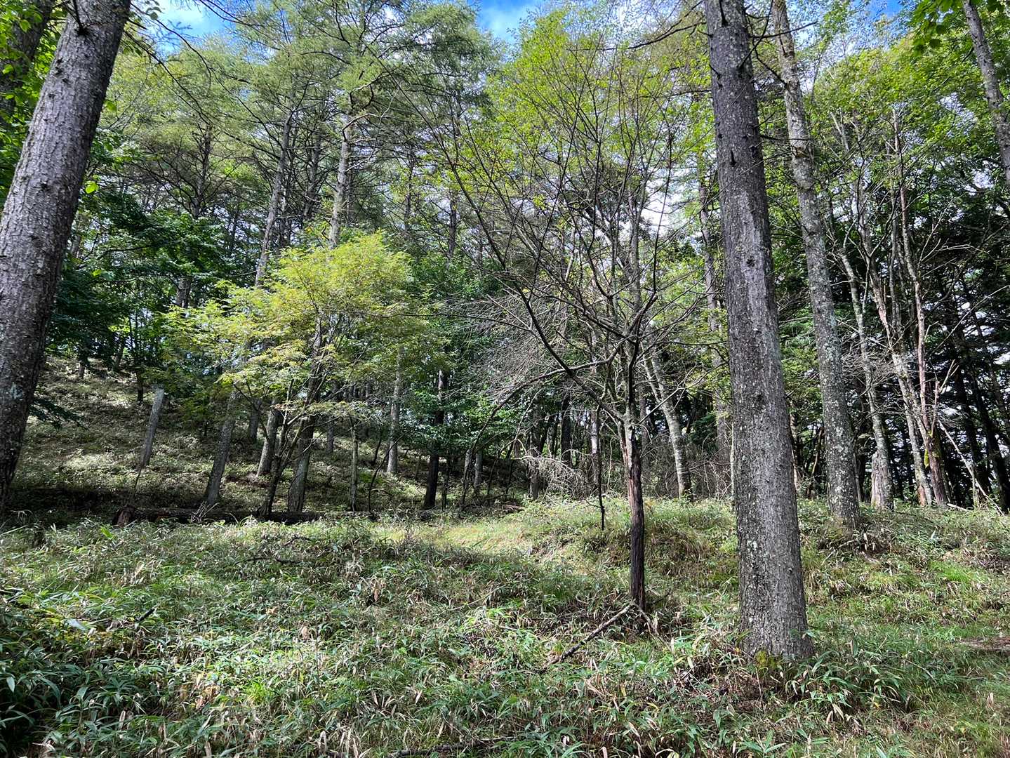 柳沢峠-ハンゼノ頭 周回コースの写真