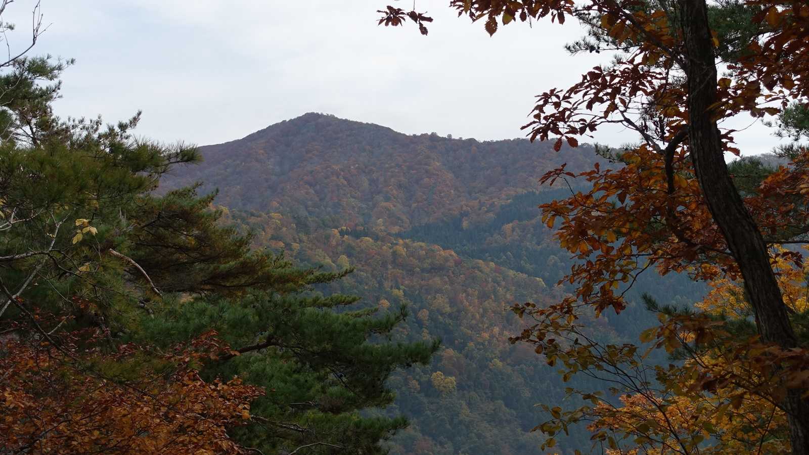 向こうの紅葉のほうがキレイっぽく見えたり。隣の芝は青い。