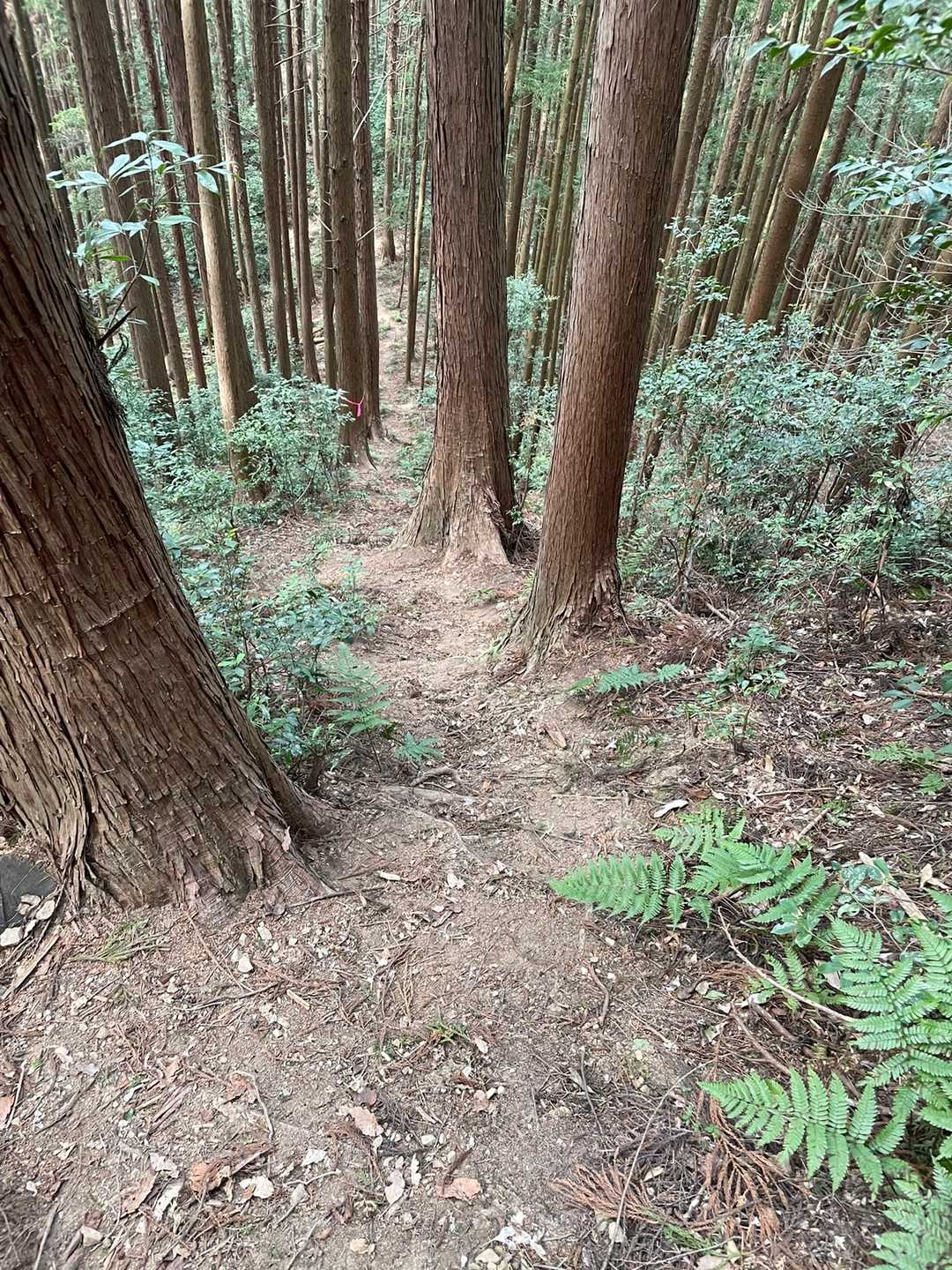 高山山頂から降りる道が急降下でした〜💦
ザレているから滑るんです。木から木にズドーンってかんじで降りました😅