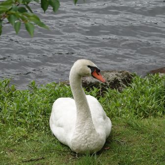 ヒメシャラモドキ