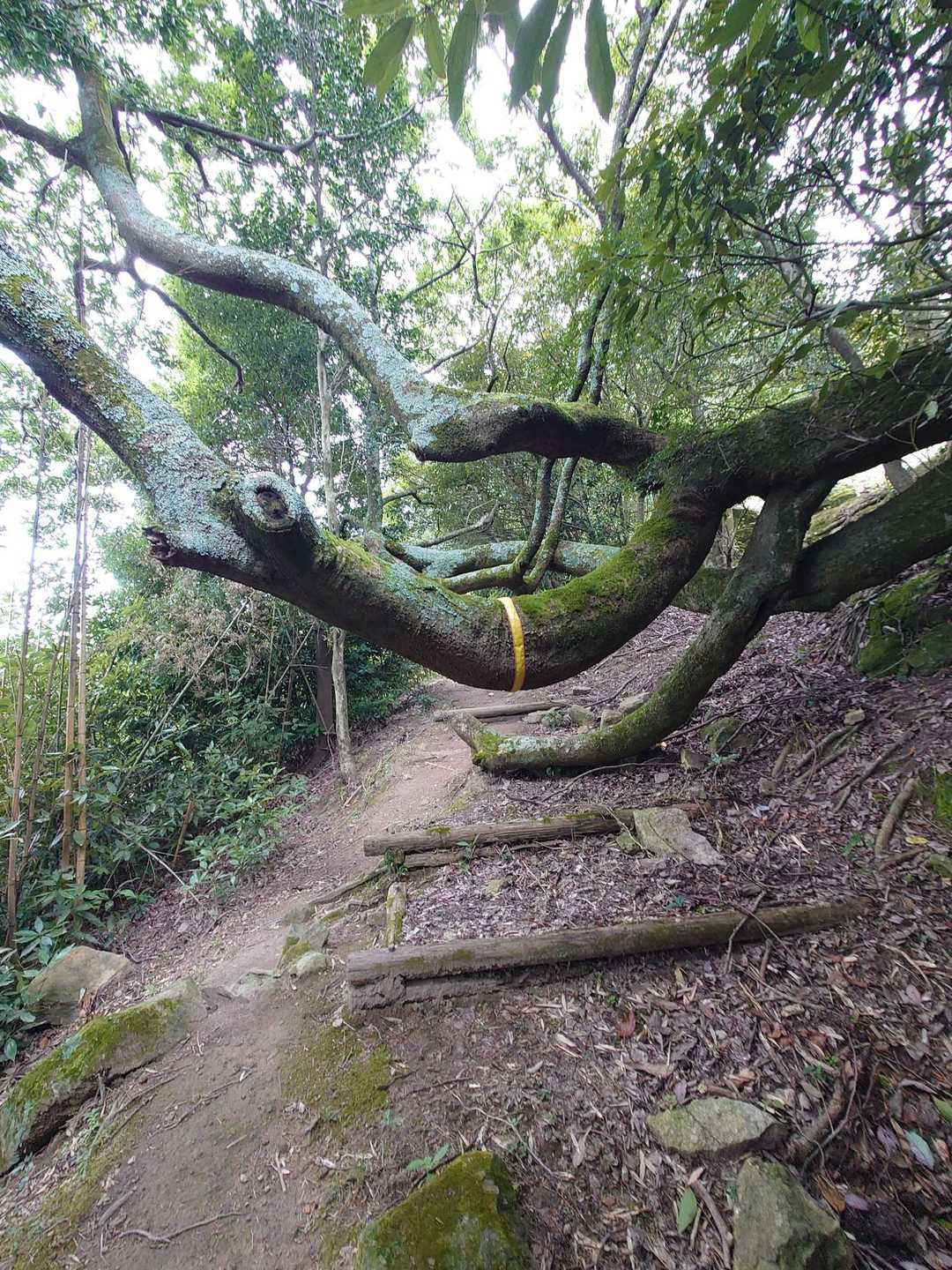 熊山遺跡 往復コースの写真
