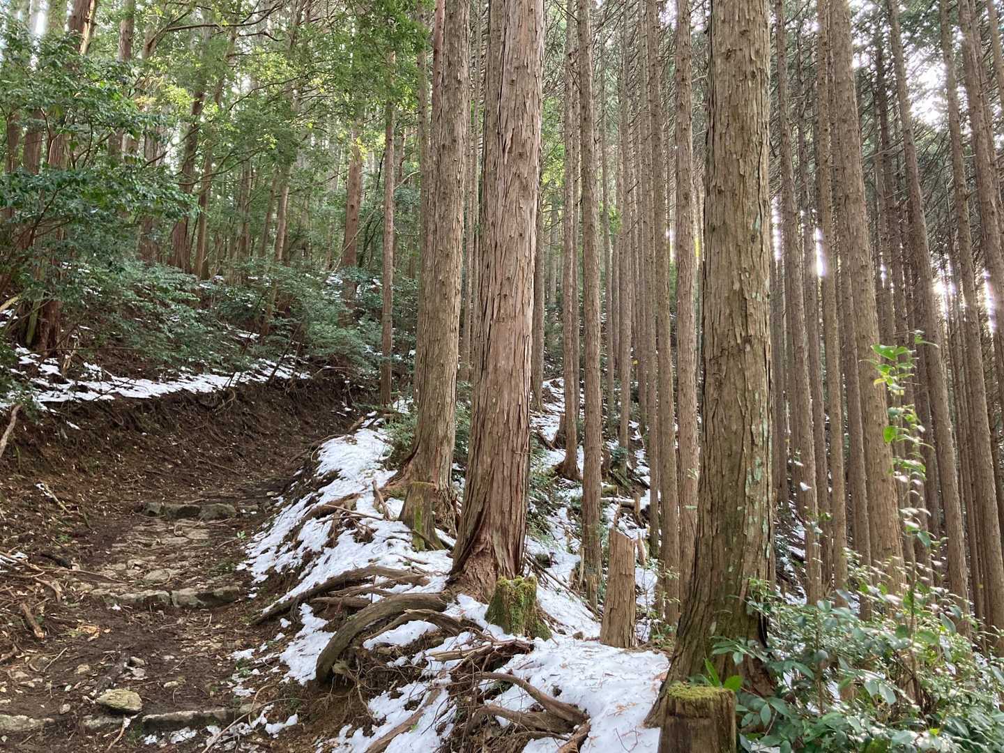 登山口すぐはチラッと雪がある程度で😊