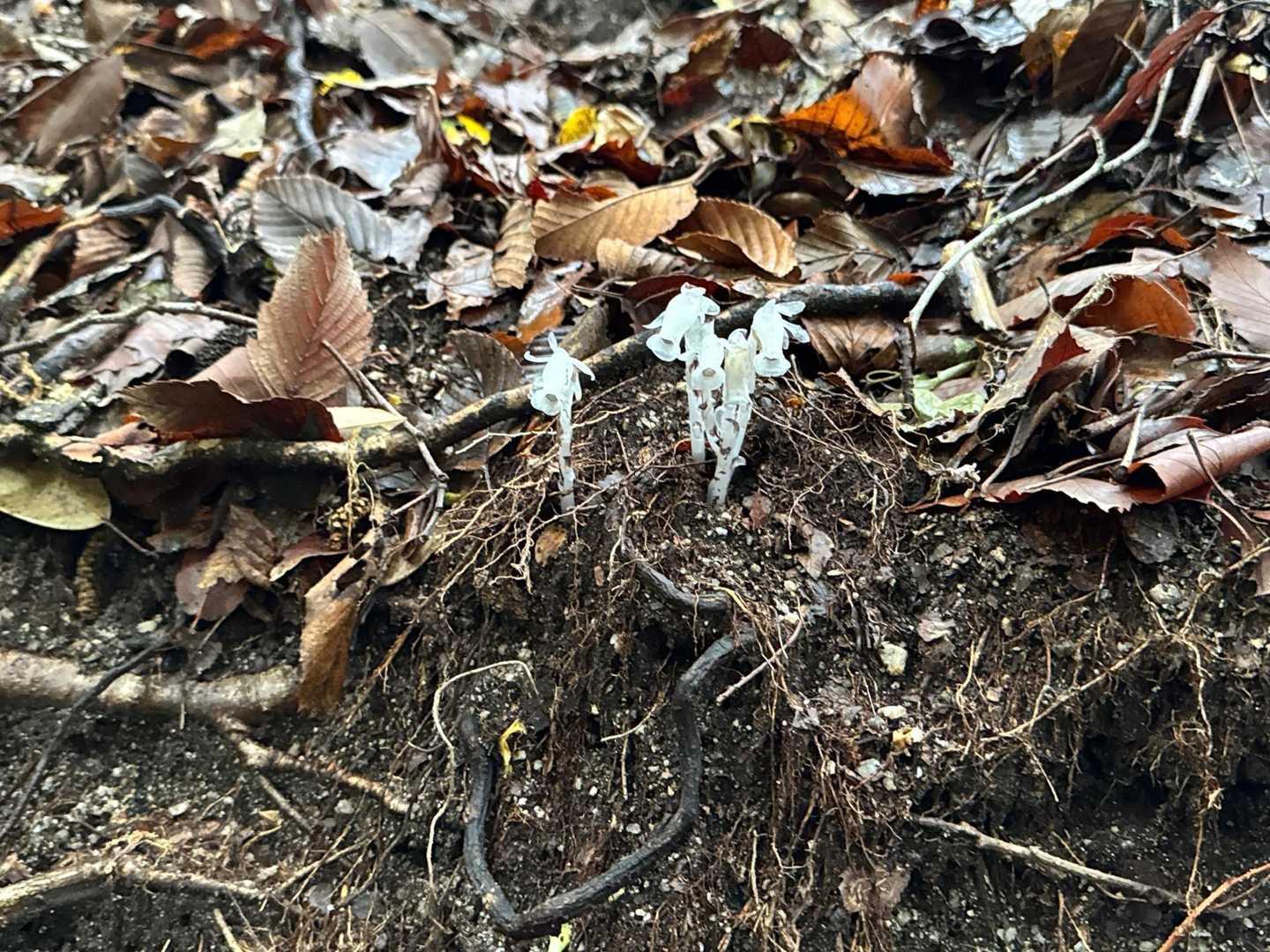 銀竜草（ギンリョウソウ）は、その独特な姿から「森の妖精」とも呼ばれる、興味深い植物
 
銀竜草は、その不思議な生態と姿から、多くの人々の関心を集める植物です。もし山林で見かけたら、そっと観察してみてください。
