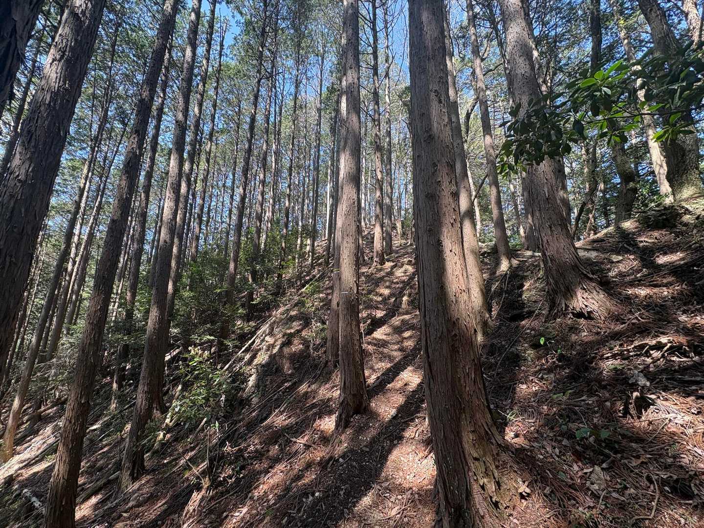 二股山を目指す。