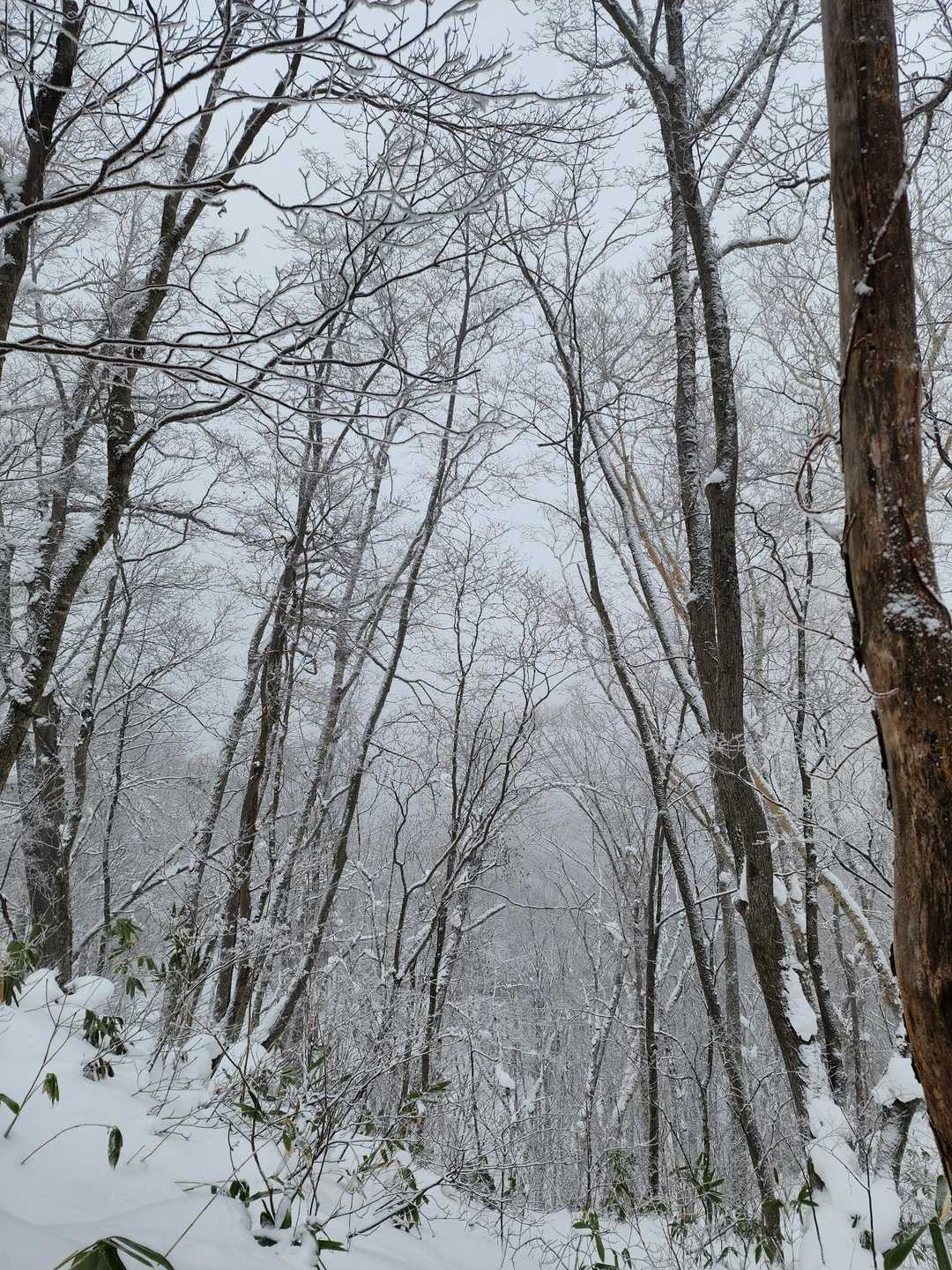 だんだん暗くなってきて心細くなってきたので歌っていたらおじさんが💦お姉ちゃん上手だね(下手とは言えないですよね)十八番の江差追分を歌っていましたお山のお話しじゃなく私の習い事の話に😅