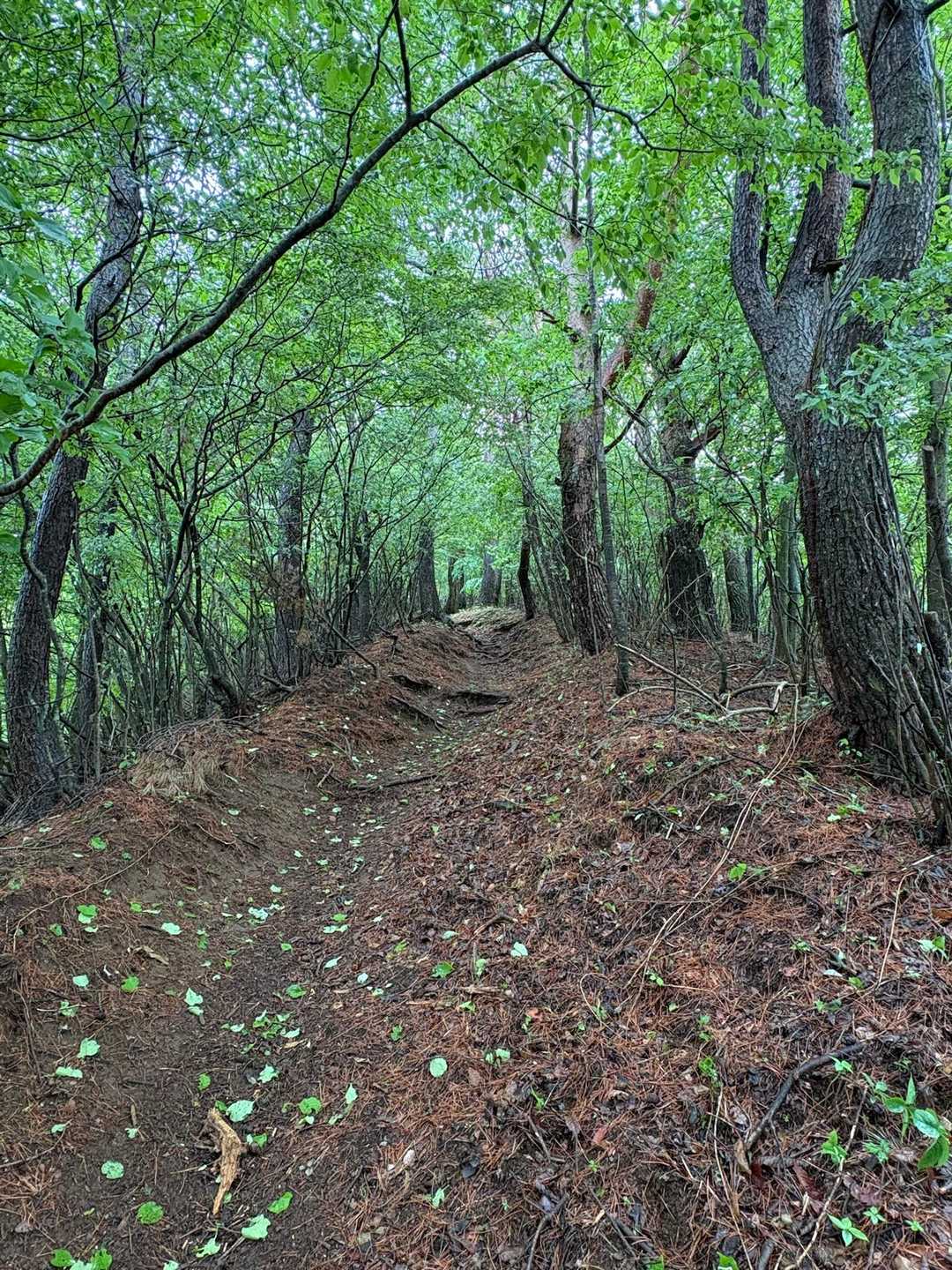 山の流れ 二十曲峠-石割山 往復コースの地図・登山ルート・登山口情報 | YAMAP
