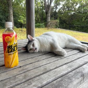 休憩所にて飲水中、野良猫🐈が寄って来て腹を撫でろと云う。ノミ/ダニが伝染ると困るんです🙏