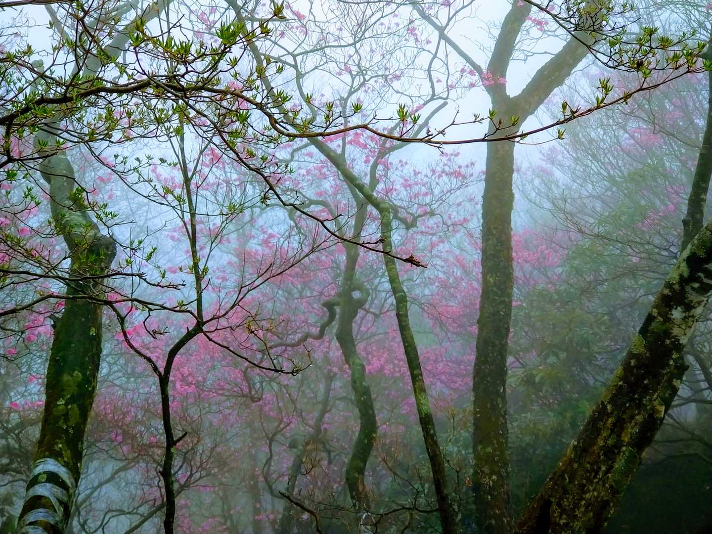 この辺り一帯 ガスがかかっています🌫️