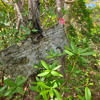 このお山…来る季節を間違えた！
ヒカゲツツジの群生地とアケボノツツジ🌸に祖母傾天空の縦走路も見られる名峰です👍️