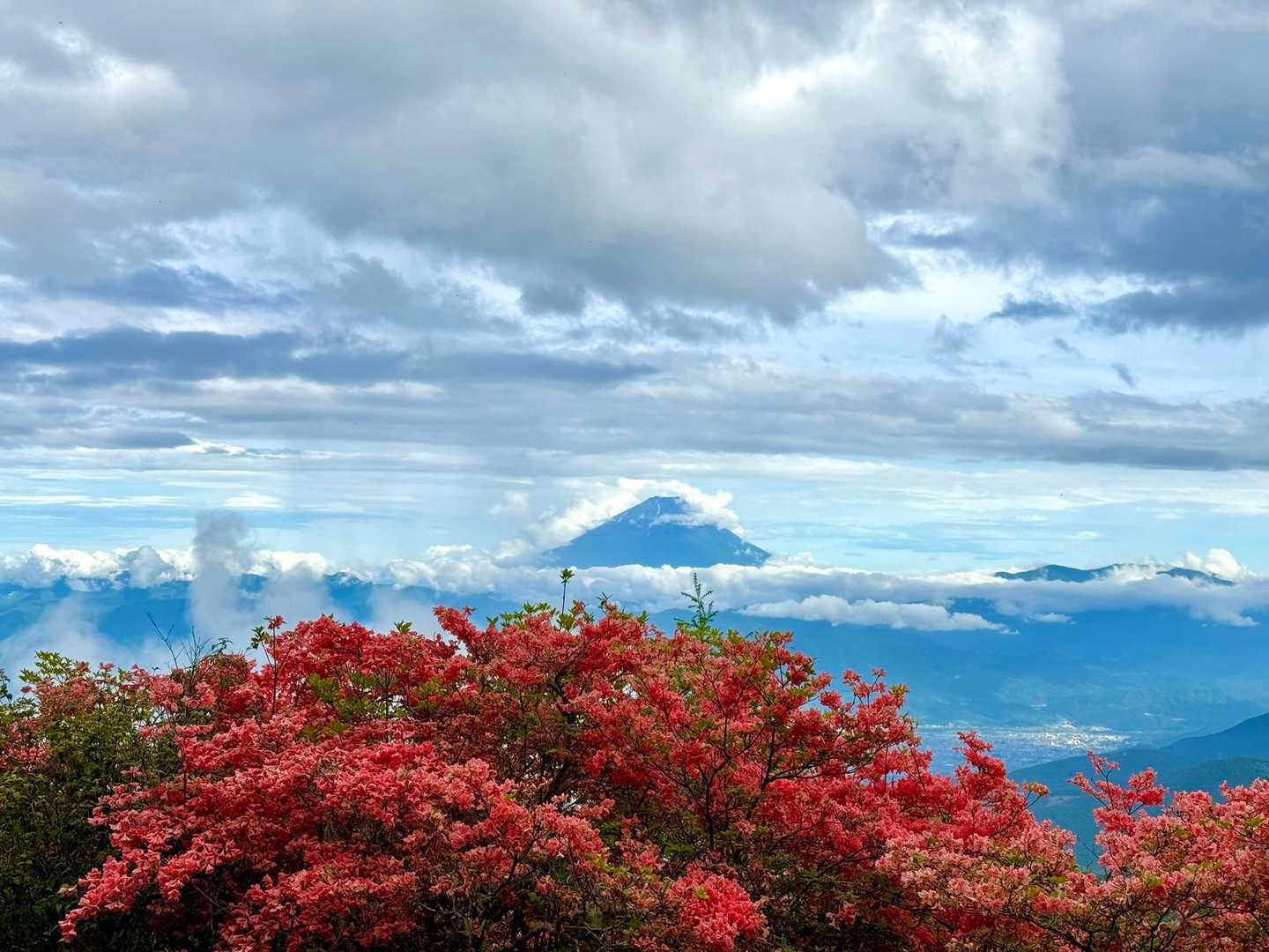 奥甘利山からはツツジ越しに富士山を見ることができます!!🌺🗻