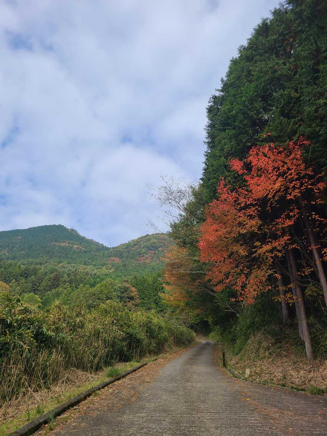 少しだけ紅葉🍁