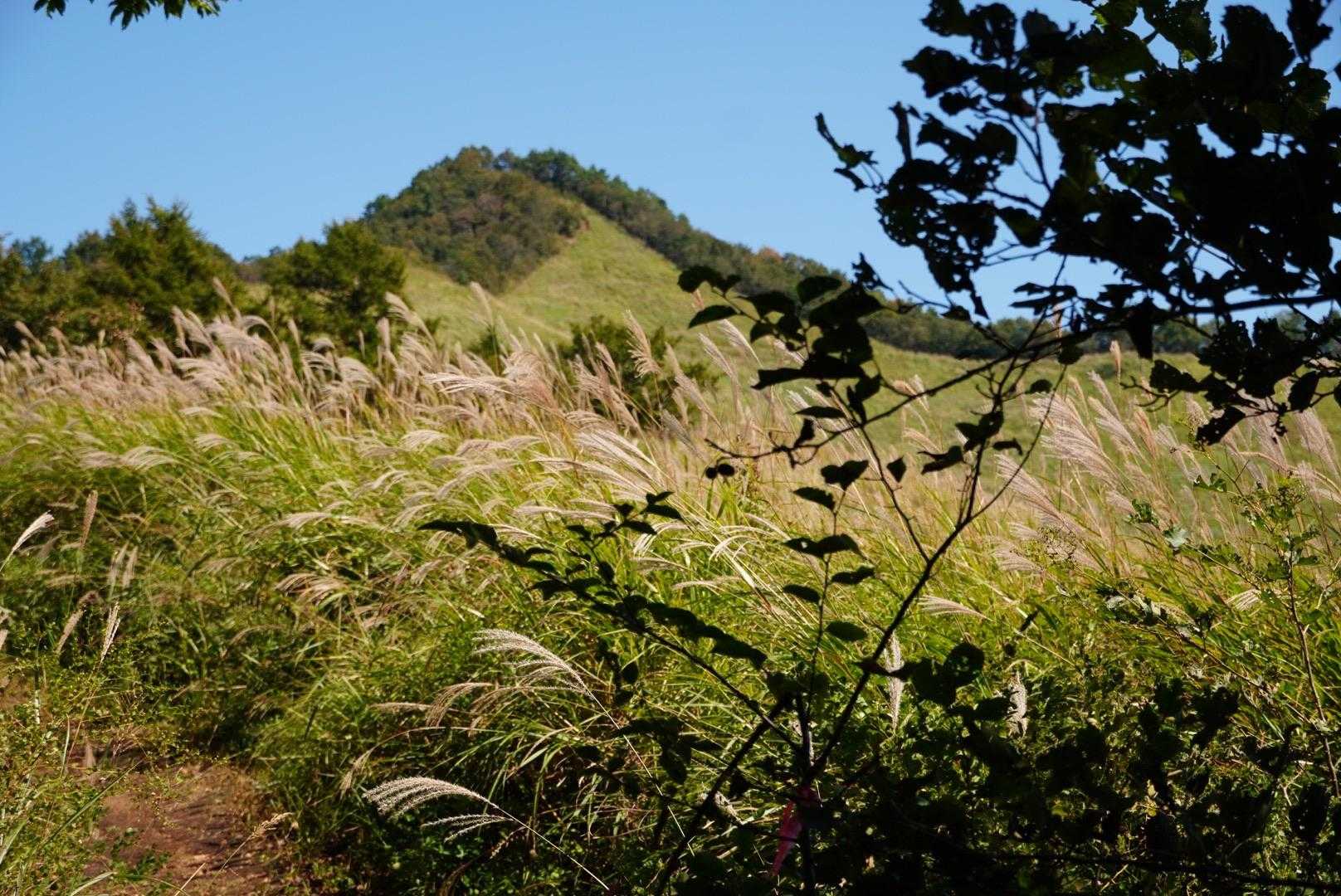 あれが目指す高座山。たかざすやまと呼びます。あの山の奥には、有名な杓子山がありますが、今日は高座山までのつもりです。