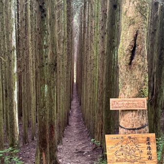 これが「人生の並木道」かぁ