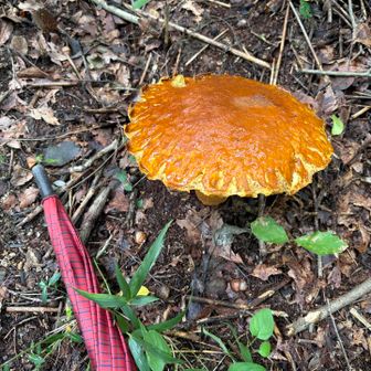 両手より大きな🍄‍🟫