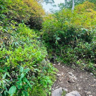 コマドリ沢分岐に下ります
けっこうな下りだったので、帰りは急登の登り返しという事になります
膝に優しくゆっくり下りました笑