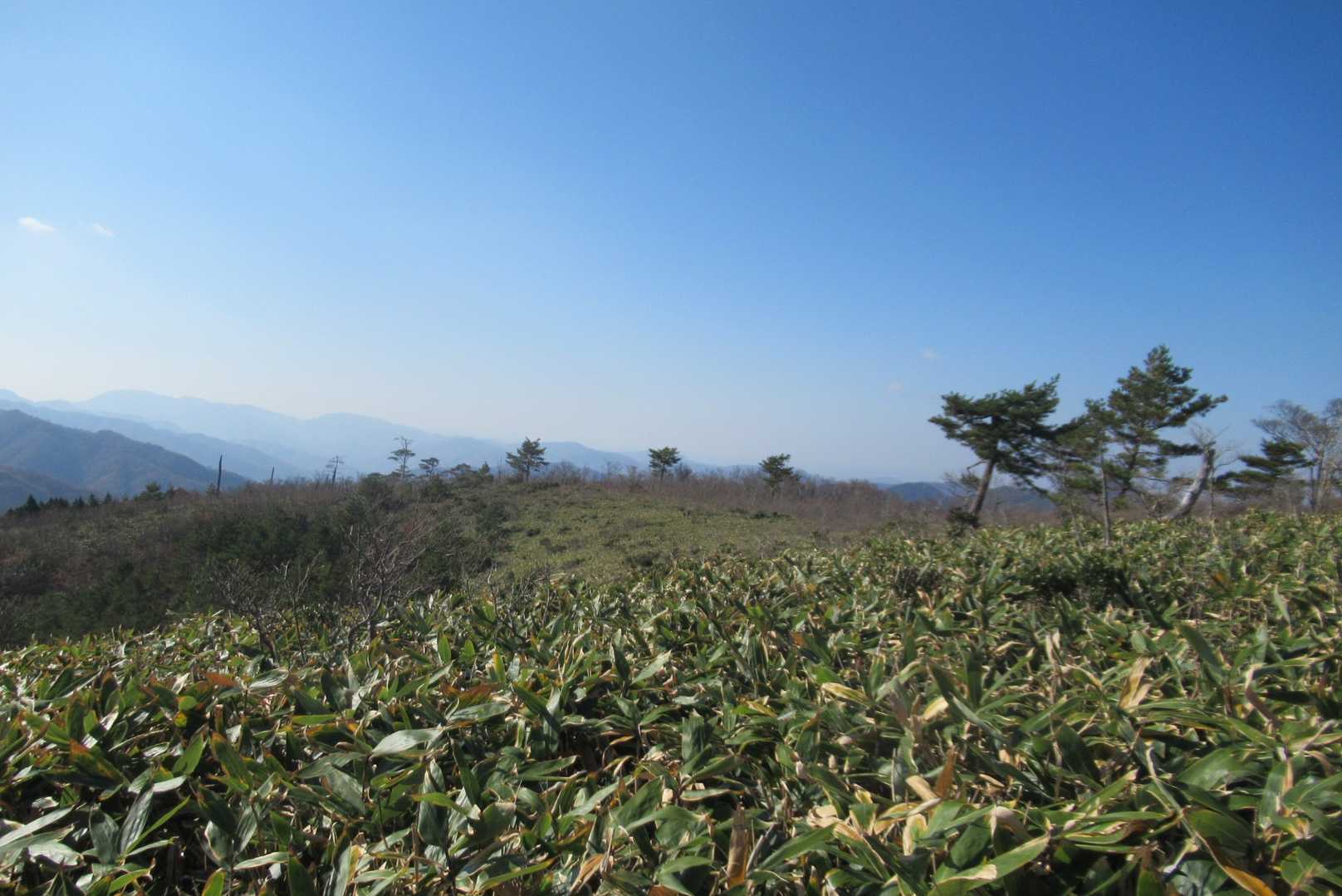 石鎚-瓶ヶ森縦走時の伊吹山を思い出す光景。あの笹はザクザクだった。こちらはサラサラの優しい笹のみち、そよ風も心地よい♪