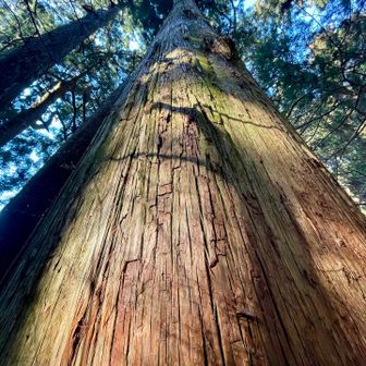 立派な杉がそこら中に🌲