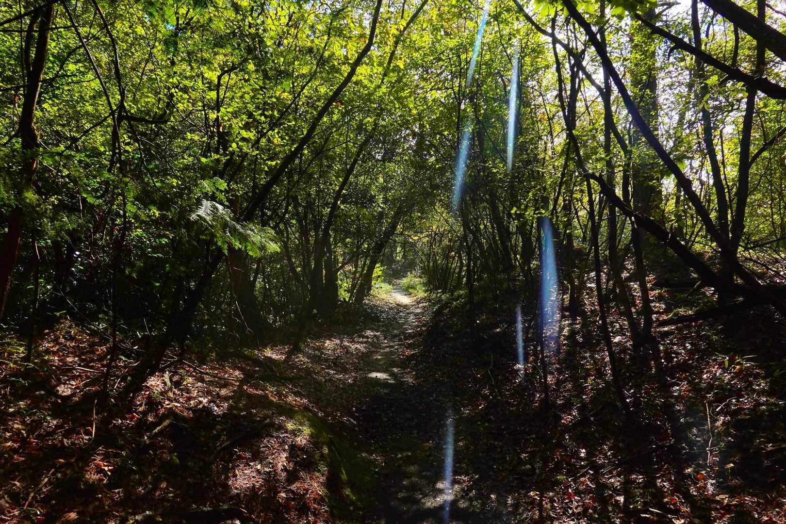 不動寺-太神山 往復コースの写真