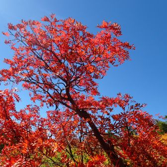 カエデ🍁