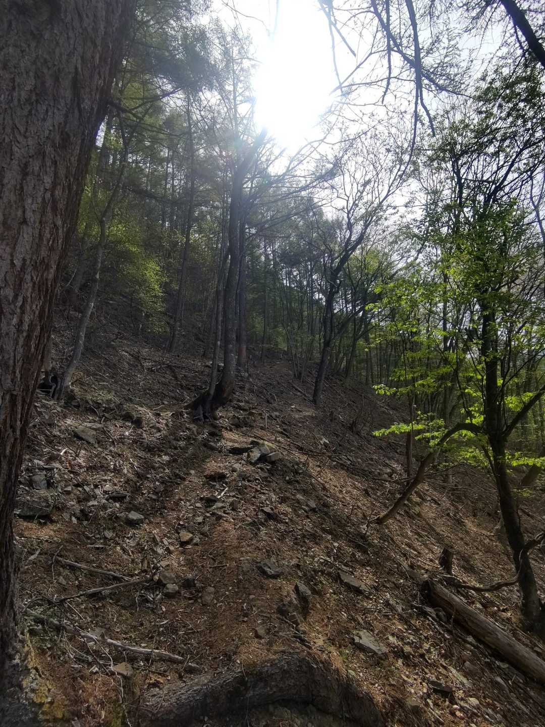 🦌鹿が食べてるんですね